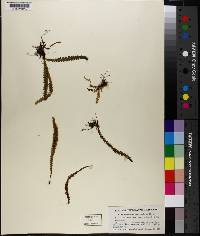 Grammitis knowltoniorum image