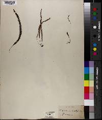 Grammitis moniliformis image