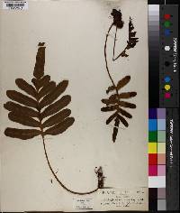 Polypodium scouleri image