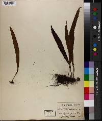 Media resource of Lepisorus schraderi