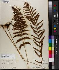 Dryopteris thelypteris image