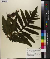 Athyrium filix-femina var. asplenioides image