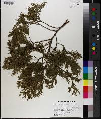 Chamaecyparis thyoides image