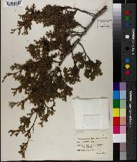 Chamaecyparis thyoides image