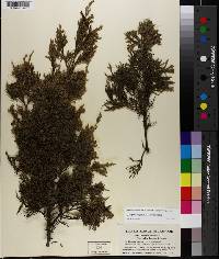 Juniperus virginiana var. virginiana image