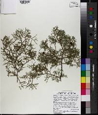 Juniperus coahuilensis image