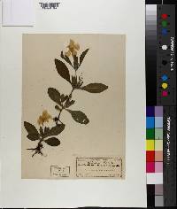 Ruellia caroliniensis subsp. ciliosa image