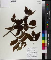 Sambucus nigra image