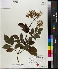 Sambucus canadensis image