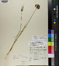 Allium canadense var. mobilense image