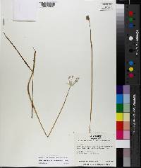 Allium canadense var. mobilense image