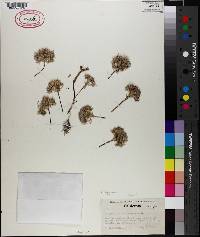 Allium hoffmanii image