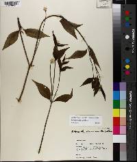 Alternanthera flavescens image