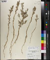 Atriplex cristata image