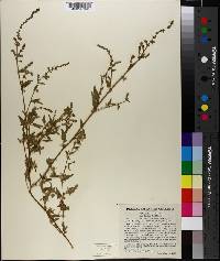 Atriplex prostrata image