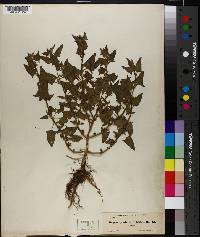 Atriplex prostrata image