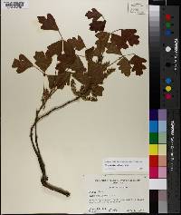 Toxicodendron pubescens image