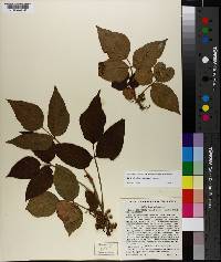 Toxicodendron radicans image