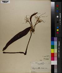 Hymenocallis concinna image