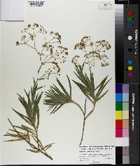 Bupleurum salicifolium image