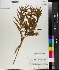 Amsonia illustris image