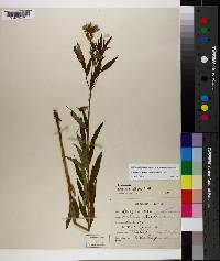 Amsonia rigida image