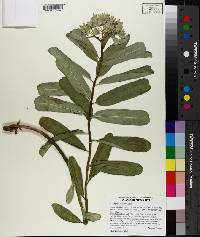 Asclepias viridis image