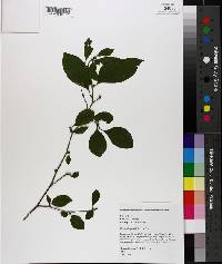 Ilex ambigua image