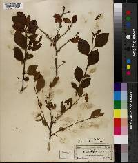 Ilex ambigua image