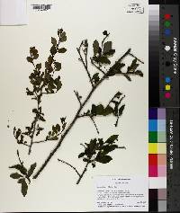 Ilex ambigua image