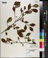 Ilex longipes image