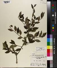 Ilex longipes image