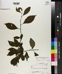 Ilex montana var. mollis image