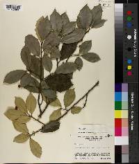 Ilex opaca image