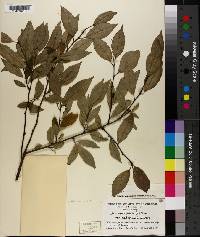 Ilex verticillata image