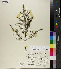 Asparagus officinalis image