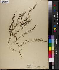 Asparagus officinalis image