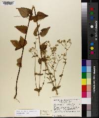 Ageratina aromatica image