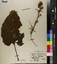 Arctium minus image