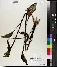 Arnoglossum plantagineum image