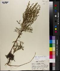 Artemisia campestris image