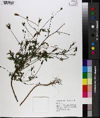 Bidens bipinnata image