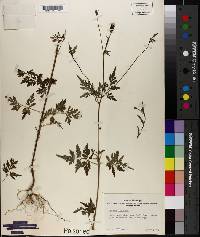 Bidens bipinnata image