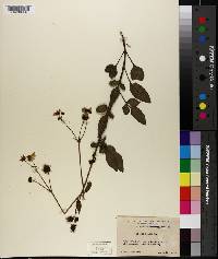 Bidens pilosa image