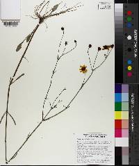 Coreopsis linifolia image