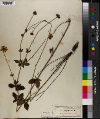 Coreopsis pubescens image