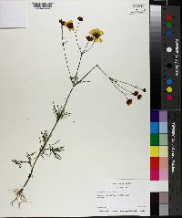 Coreopsis tinctoria image