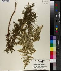 Eupatorium compositifolium image