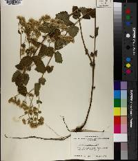 Eupatorium rotundifolium image