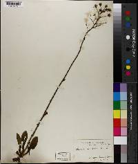 Hieracium gronovii image